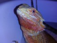/album/pogona-vittileps/img-20150110-160852-jpg/