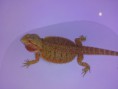 /album/pogona-vittileps/img-20150125-193657-jpg/