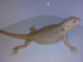 /album/pogona-vittileps/img-20150125-193738-jpg/