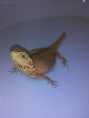 /album/pogona-vittileps/img-20150125-193816-jpg/