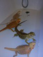 /album/pogona-vittileps/img-20150125-193937-jpg/